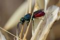 Chrysis scutellaris